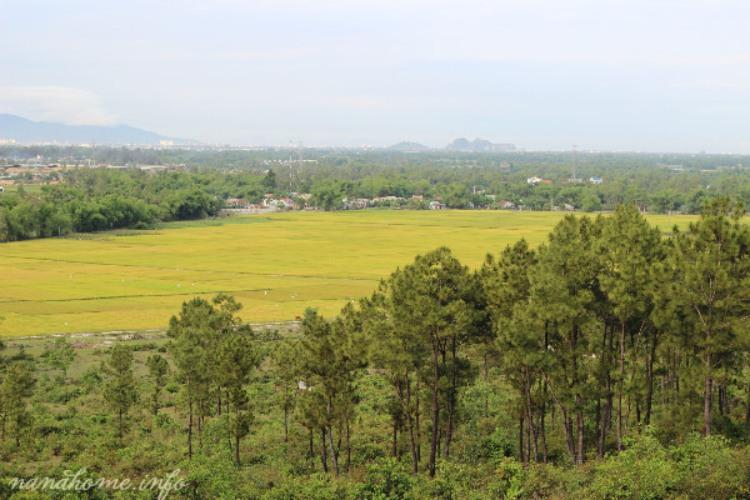 Đồi thông Bồ Bồ xanh mát gần trung tâm Đà Nẵng