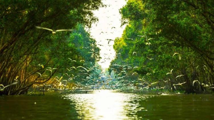 Đồng nước Tràm Chim với chim trời và thảm thực vật xanh