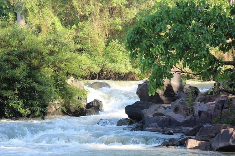 Rừng khộp Yok Đôn vào mùa khô tại Đắk Lắk