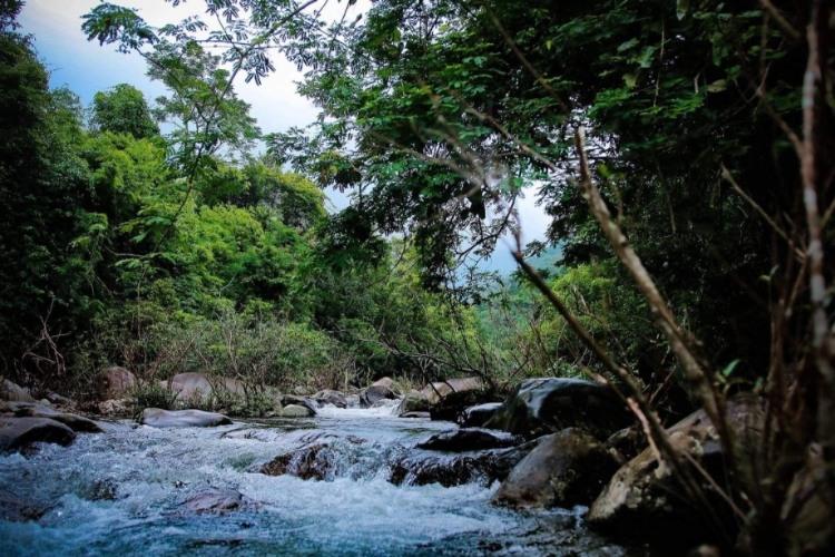 Rừng núi Tam Đảo phủ sương giữa những tầng cây xanh