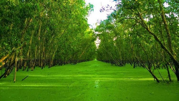 Rừng tràm Trà Sư mùa nước nổi phủ bèo xanh