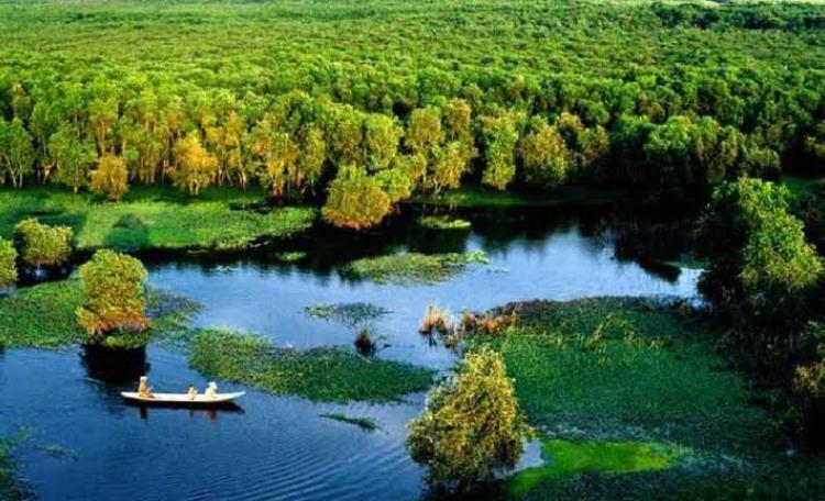 Rừng tràm U Minh xanh thẳm giữa vùng đất ngập nước