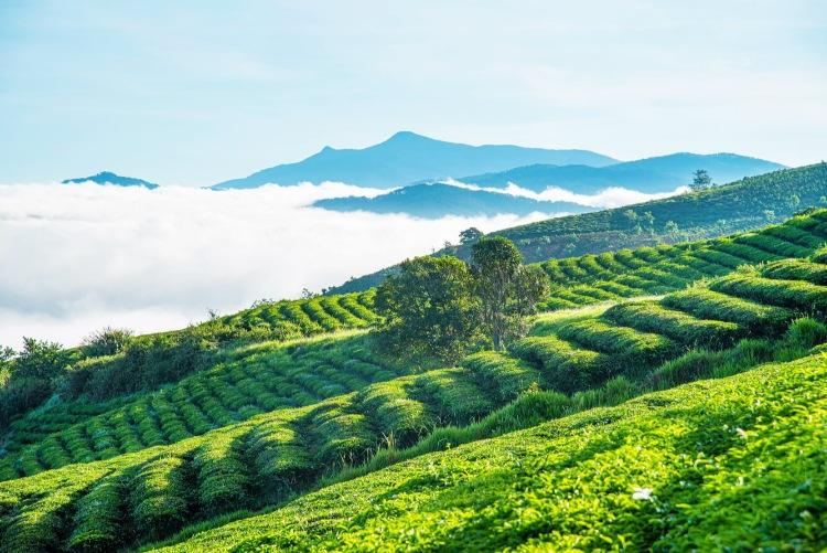 Đồi chè Cầu Đất trong lịch trình săn mây Đà Lạt